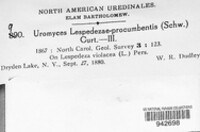 Uromyces lespedezae-procumbentis image